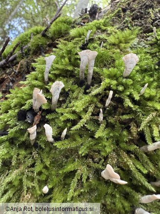 Xylaria hypoxylon
