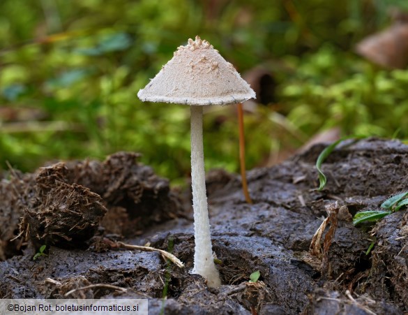 Coprinopsis nivea