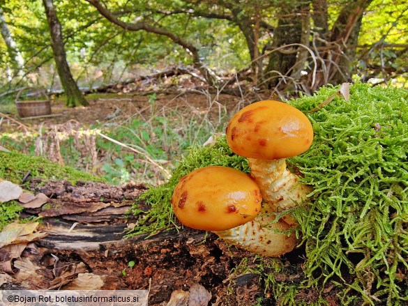 Pholiota adiposa