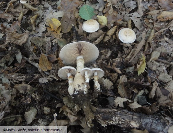 Hebeloma radicosum