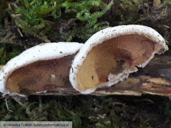 Phlebia tremellosa
