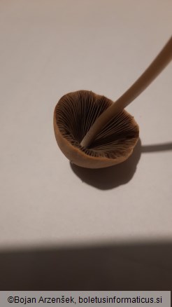 Psathyrella conopilus