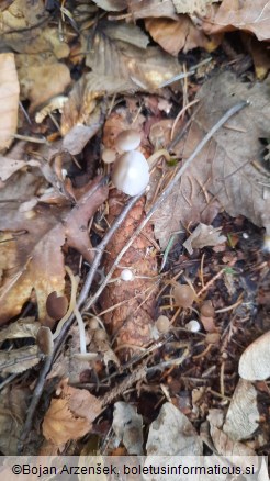 Strobilurus esculentus