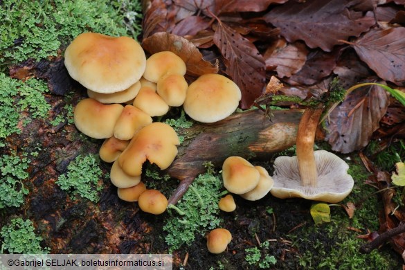Hypholoma capnoides
