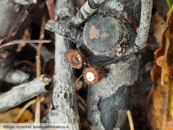 Cyathus striatus