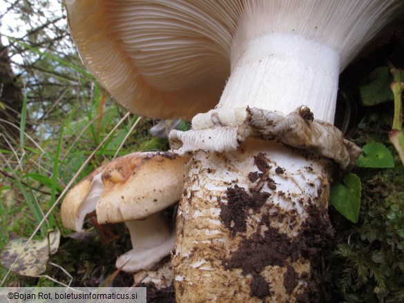 Catathelasma imperiale