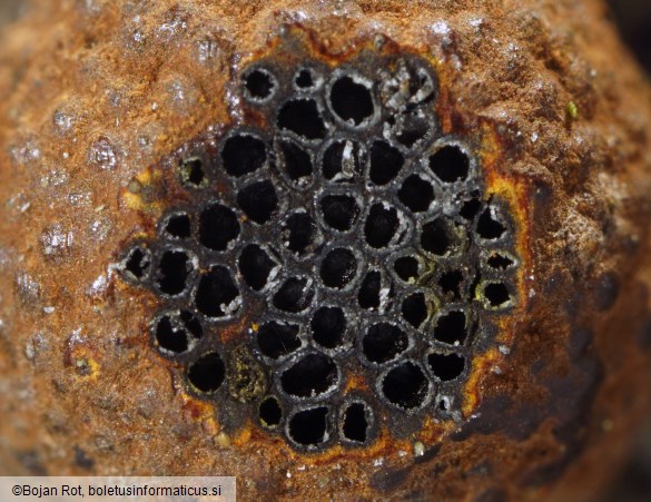 Hypoxylon howeanum