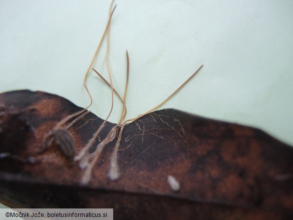 Macrotyphula filiformis