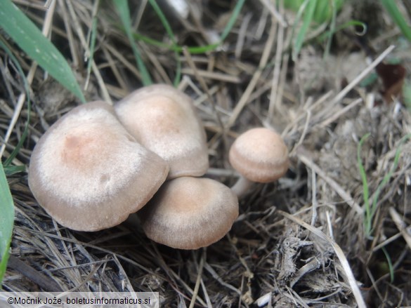 Panaeolus cinctulus