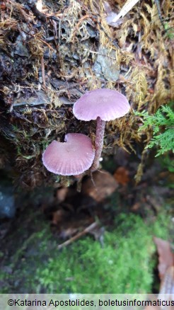Laccaria amethystina