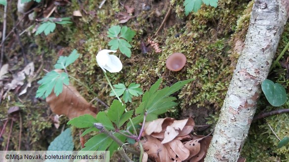 Dumontinia tuberosa