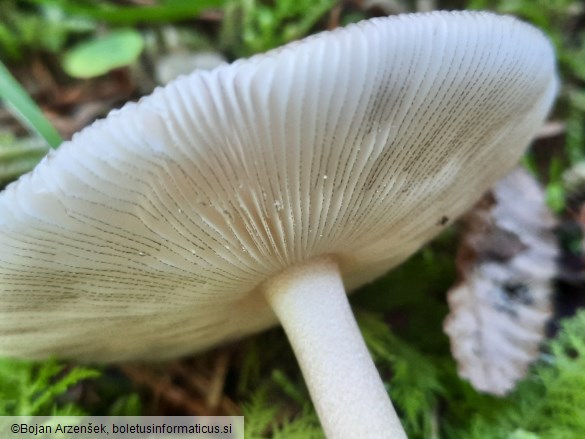 Amanita battarrae