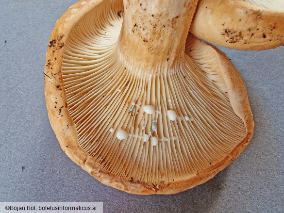 Lactarius pallidus