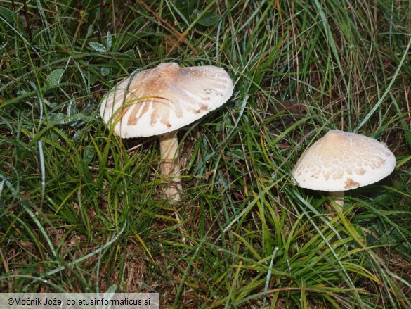 Macrolepiota konradii