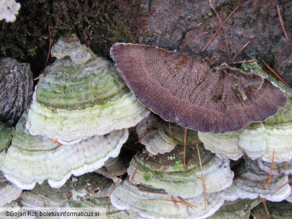 Trichaptum abietinum