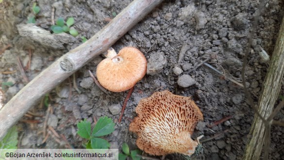 Neofavolus alveolaris