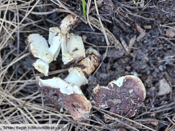 Tricholoma caligatum