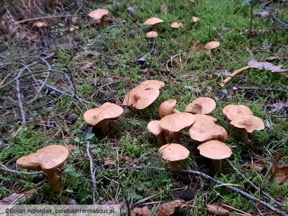 Suillus bovinus