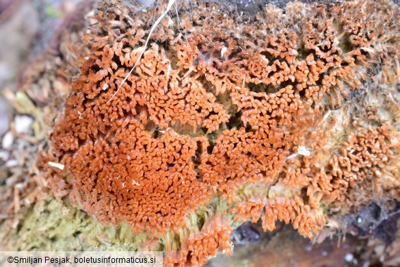 Sarcodontia setosa