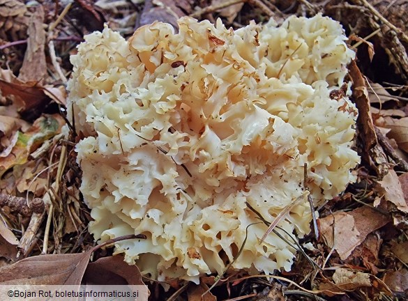 Sparassis crispa