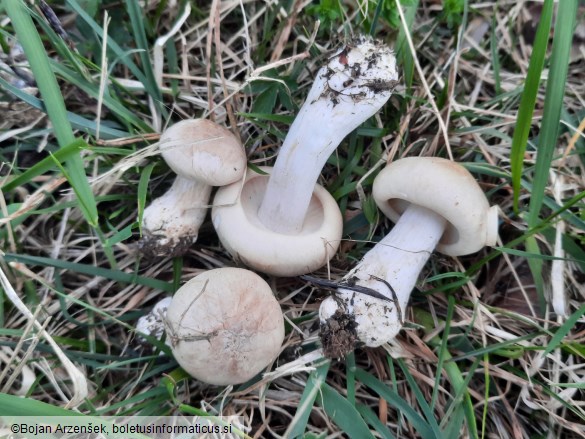 Calocybe gambosa
