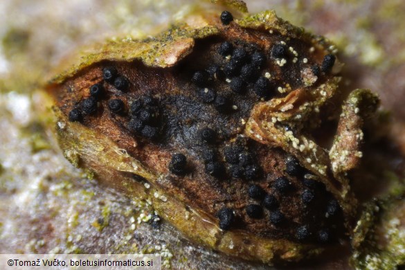 Sillia ferruginea