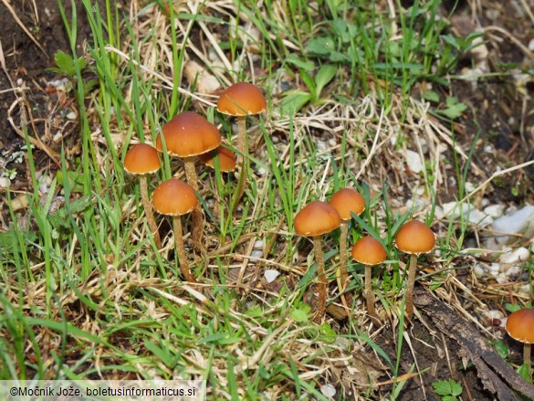 Conocybe nemoralis
