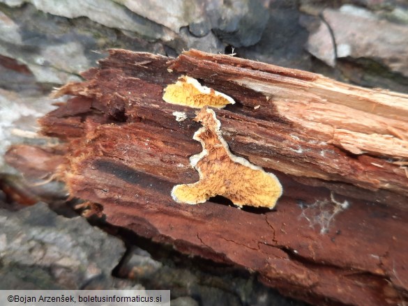 Pseudomerulius aureus