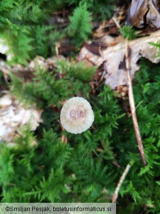Mycena epipterygia