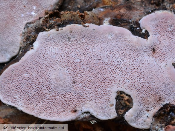Rhodofomes roseus