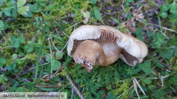 Hebeloma hetieri