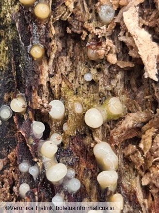 Helicogloea compressa