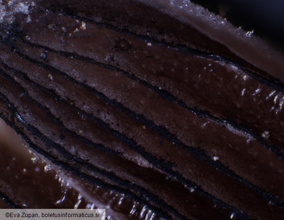 Coprinellus ellisii