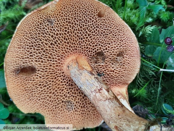 Suillus tridentinus