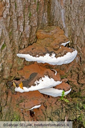 Ganoderma adspersum
