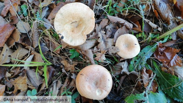 Lactarius deliciosus
