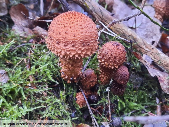 Pholiota squarrosa
