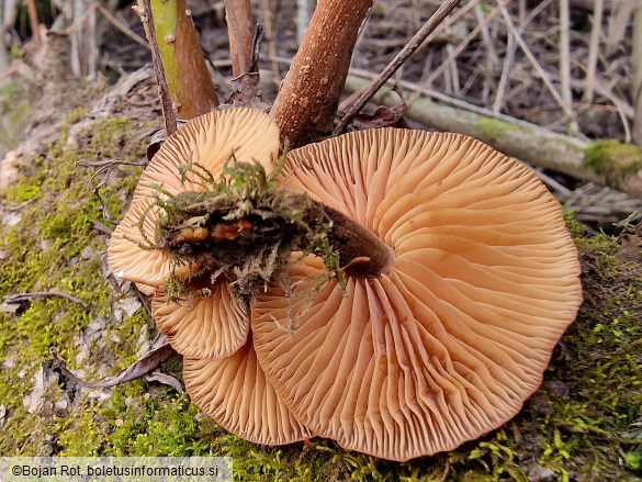 Flammulina elastica