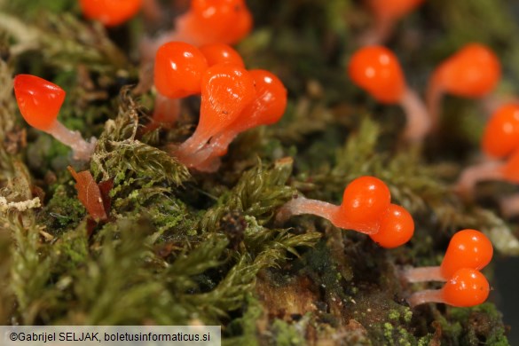 Hemitrichia decipiens