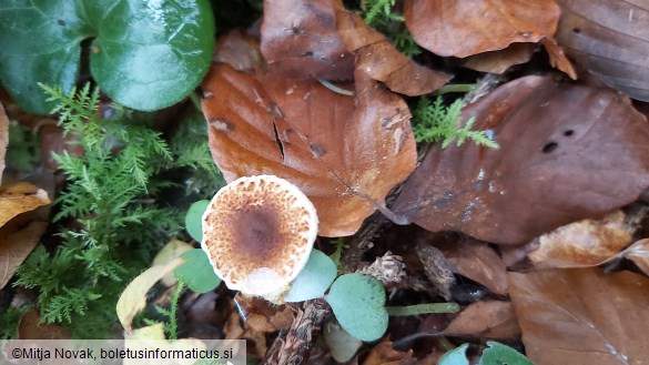 Lepiota castanea