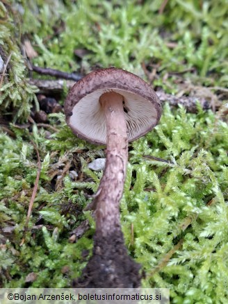 Lepiota fuscovinacea