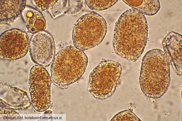 Uromyces dactylidis