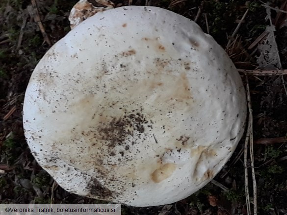 Lactifluus piperatus