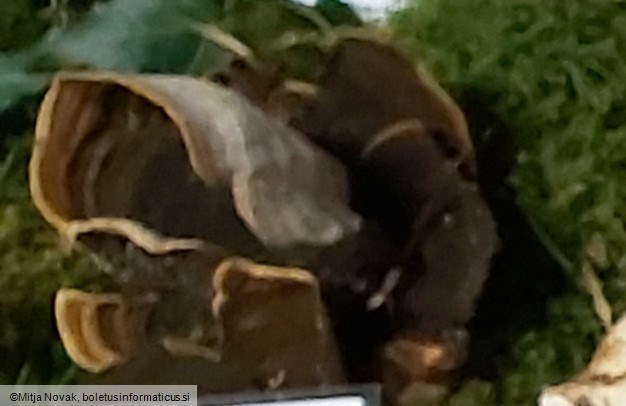 Xylobolus subpileatus