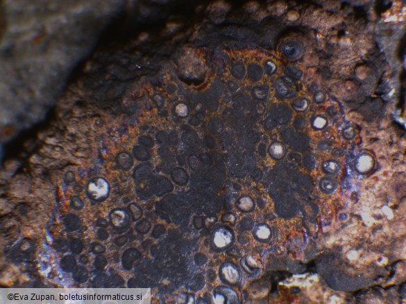 Hypoxylon cercidicola