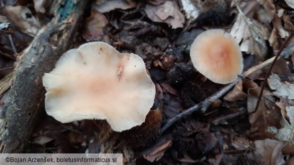 Gymnopus dryophilus