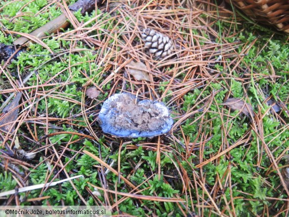 Hydnellum caeruleum