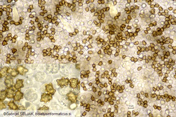 Inocybe asterospora