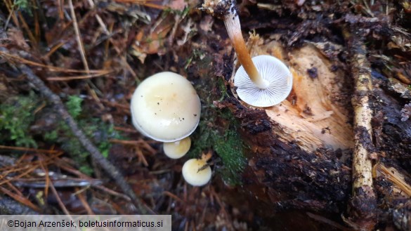 Hypholoma capnoides