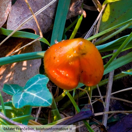 Hygrocybe conica